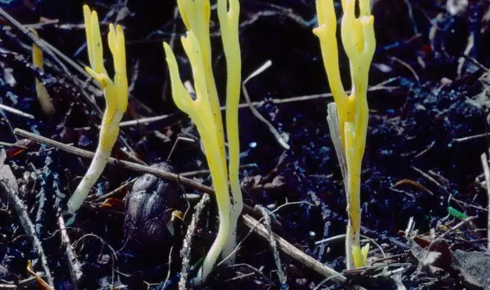 Coral mushrooms: description of species