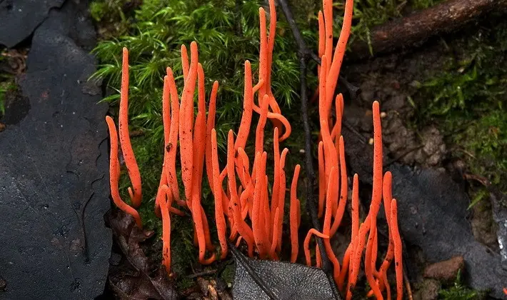 Coral mushrooms: description of species