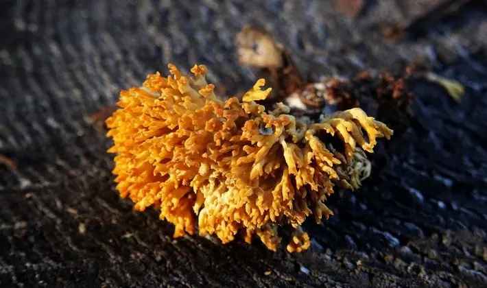 Coral mushrooms: description of species