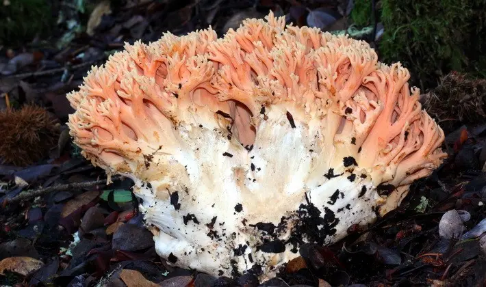 Coral mushrooms: description of species