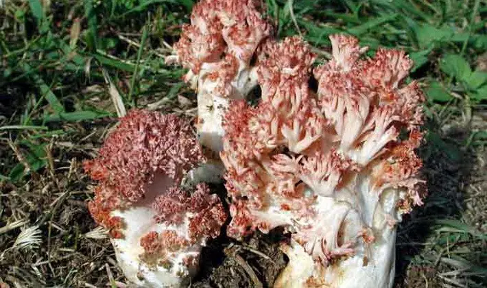 Coral mushrooms: description of species