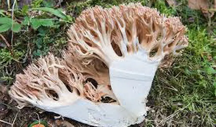 Coral mushrooms: description of species