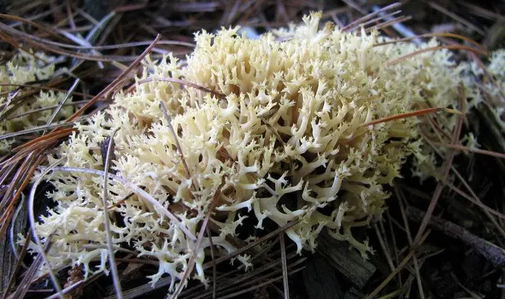 Coral mushrooms: description of species