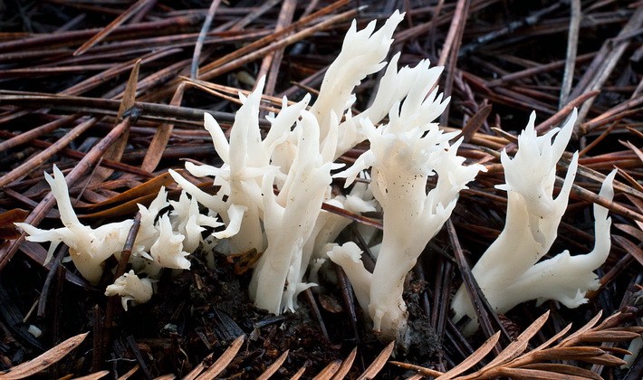Coral mushrooms: description of species