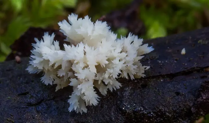 Coral mushrooms: description of species