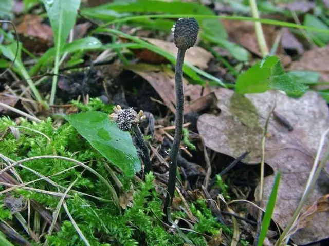 Cordyceps gray-ash: description and photo