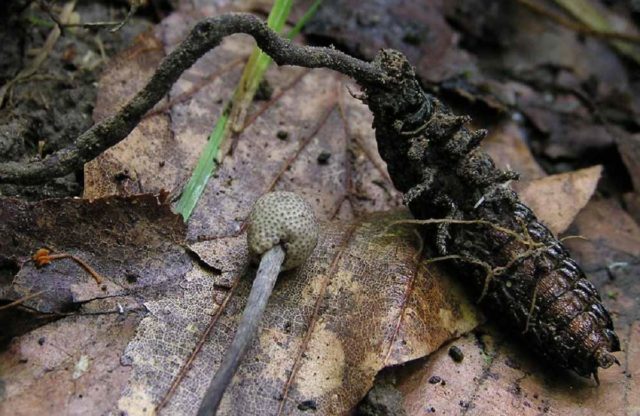 Cordyceps gray-ash: description and photo