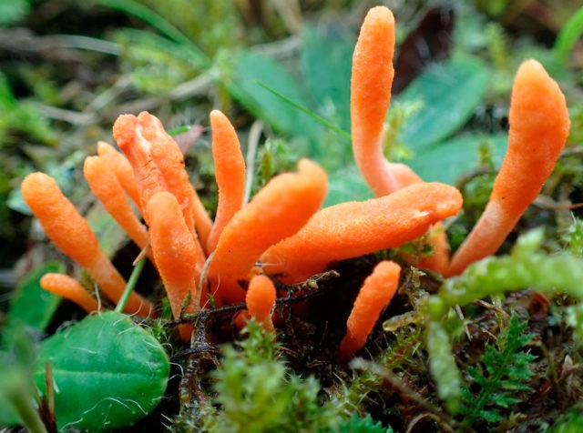 Cordyceps gray-ash: description and photo