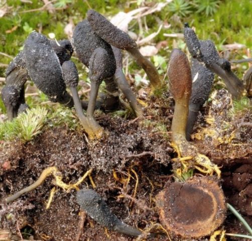 Cordyceps gray-ash: description and photo