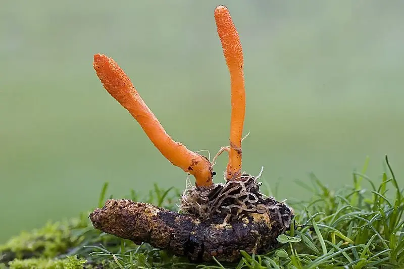 Cordyceps military (Cordyceps militaris) photo and description
