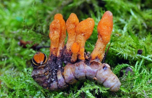 Cordyceps military: description, medicinal properties, photo