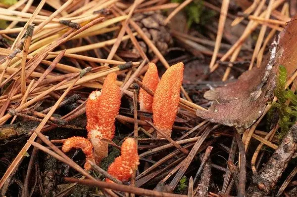 Cordyceps military: description, medicinal properties, photo