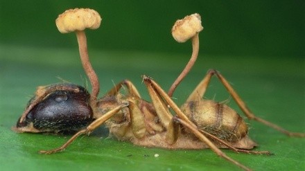 Cordyceps military: description, medicinal properties, photo