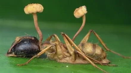 Cordyceps military: description, medicinal properties, photo