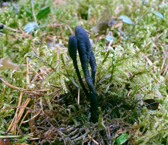 Cordyceps ophioglossoid: description and photo