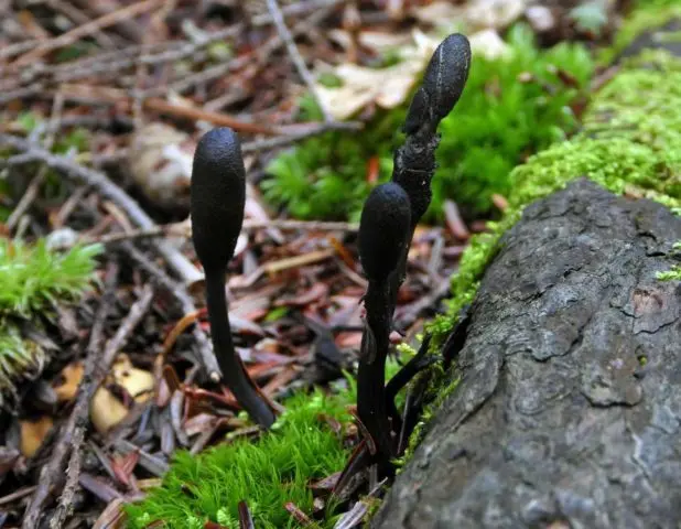 Cordyceps ophioglossoid: description and photo