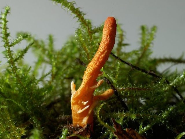 Cordyceps ophioglossoid: description and photo