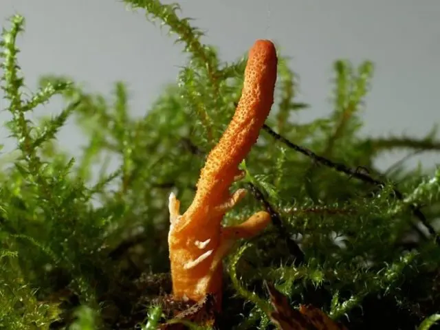 Cordyceps ophioglossoid: description and photo