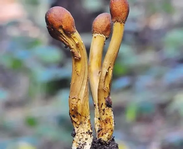 Cordyceps ophioglossoid: description and photo