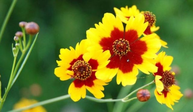 Coreopsis flowers: planting and care in the open field, photo, reproduction