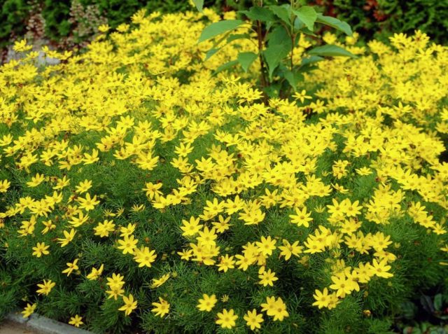 Coreopsis flowers: planting and care in the open field, photo, reproduction