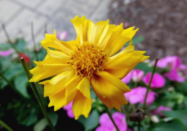 Coreopsis flowers: planting and care in the open field, photo, reproduction