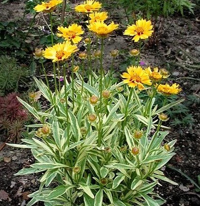 Coreopsis flowers: planting and care in the open field, photo, reproduction