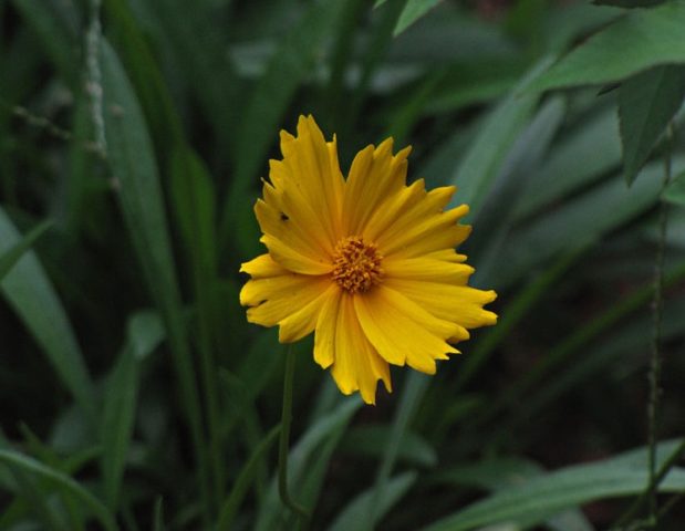 Coreopsis flowers: planting and care in the open field, photo, reproduction