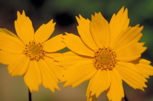 Coreopsis flowers: planting and care in the open field, photo, reproduction