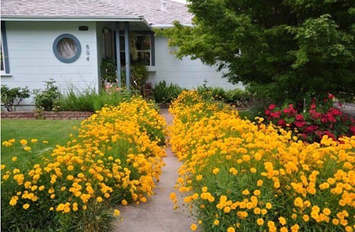 Coreopsis flowers: planting and care in the open field, photo, reproduction