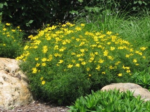 Coreopsis flowers: planting and care in the open field, photo, reproduction