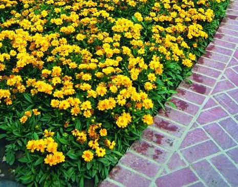 Coreopsis flowers: planting and care in the open field, photo, reproduction