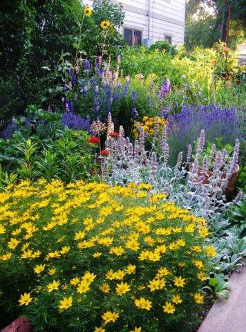 Coreopsis flowers: planting and care in the open field, photo, reproduction