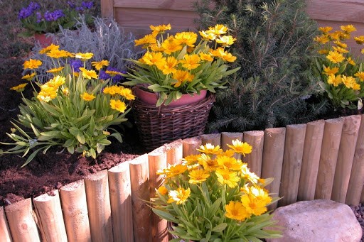 Coreopsis flowers: planting and care in the open field, photo, reproduction