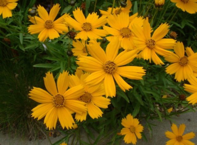 Coreopsis flowers: planting and care in the open field, photo, reproduction