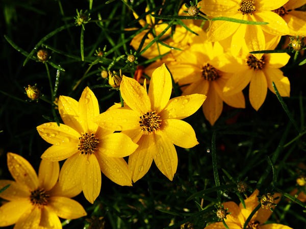 Coreopsis flowers: planting and care in the open field, photo, reproduction