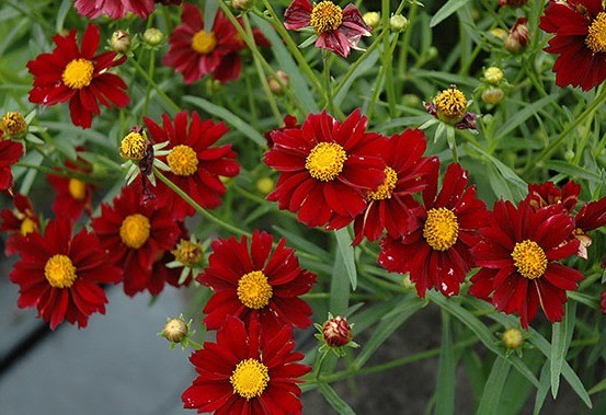 Coreopsis flowers: planting and care in the open field, photo, reproduction