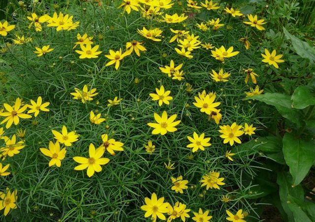 Coreopsis flowers: planting and care in the open field, photo, reproduction