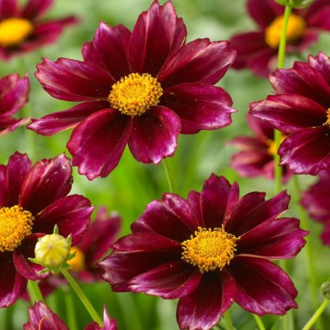 Coreopsis flowers: planting and care in the open field, photo, reproduction