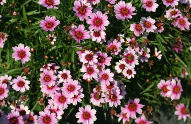 Coreopsis flowers: planting and care in the open field, photo, reproduction