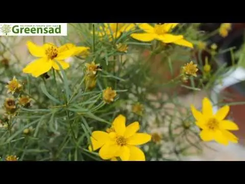 Coreopsis whorled perennial: description of varieties with photos, types, planting and care