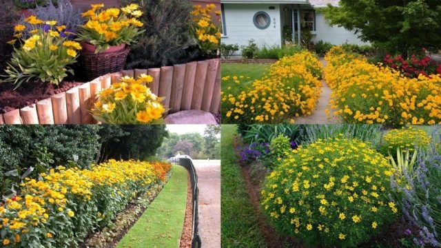 Coreopsis whorled perennial: description of varieties with photos, types, planting and care