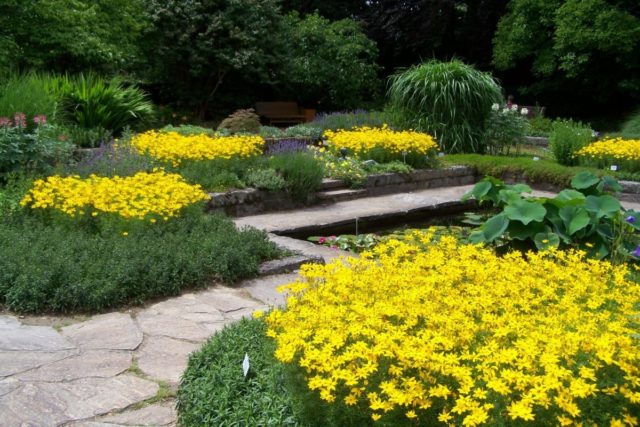 Coreopsis whorled perennial: description of varieties with photos, types, planting and care