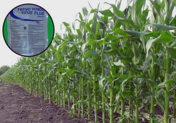 Corn herbicide: how to choose and how to apply