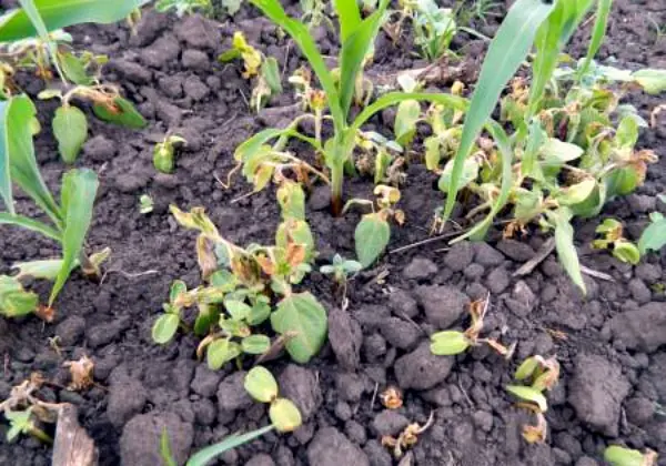 Corn herbicide: how to choose and how to apply