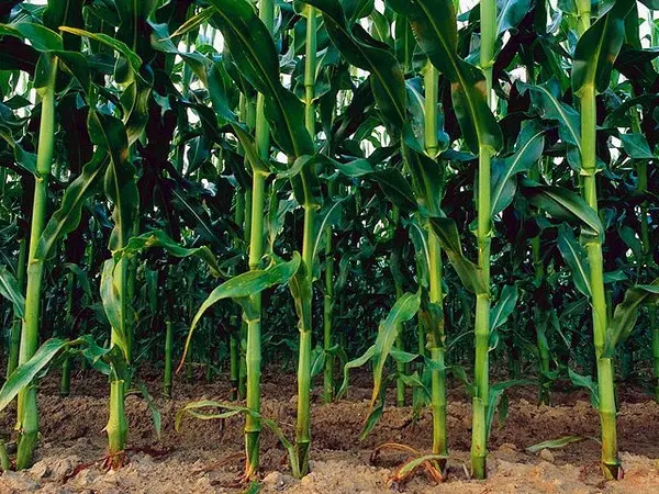 Corn herbicide: how to choose and how to apply