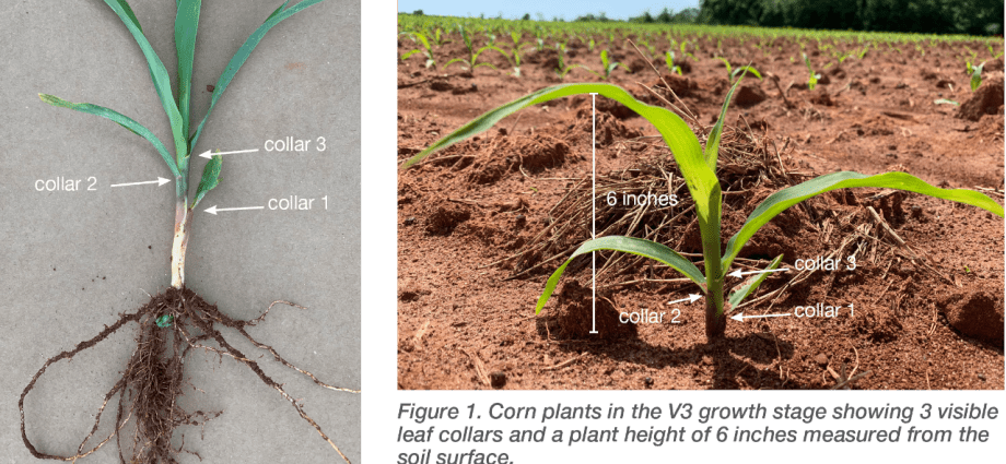 Corn herbicide: how to choose and how to apply