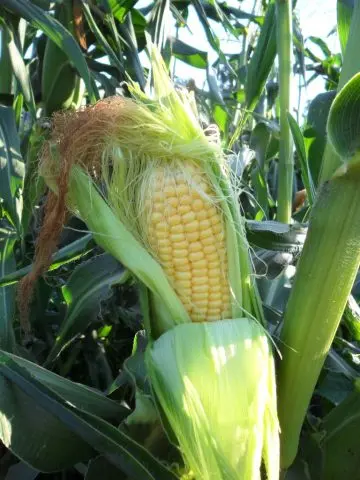 Corn in the Urals and Siberia: cultivation in the open field in the country