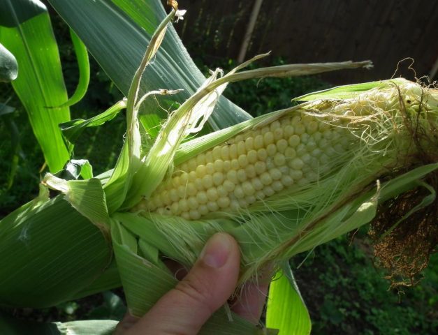 Corn in the Urals and Siberia: cultivation in the open field in the country