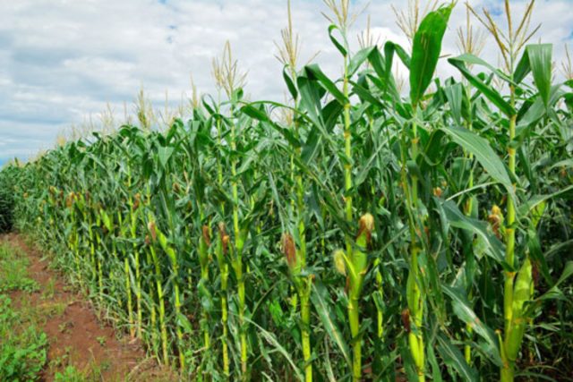 Corn in the Urals and Siberia: cultivation in the open field in the country